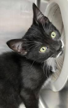 Edd -  Tuxedo and Domestic Short Hair Cat for Adoption in North Myrtle Beach, South Carolina - Edd | PetCurious