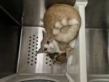 Domestic Short Hair Cats Available for Adoption - Larry | PetCurious