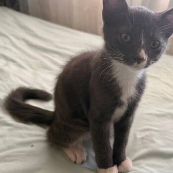 Jermaine -  Domestic Short Hair Cat for Adoption in Long Beach, California - Jermaine | PetCurious