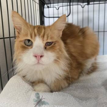 Domestic Long Hair Cats Available for Adoption in Desert Hot Springs, California - Cosmo (AKA Peewee) | PetCurious