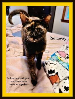 Rescue Domestic Short Hair Cats for Adoption in Winston-salem, North Carolina - Runaway - Not Me!  I Adore People Time. Hold Me! Lap Cat! | PetCurious