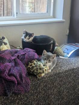Venus -  Domestic Short Hair Cat for Adoption in Fort Collins, Colorado - Venus | PetCurious