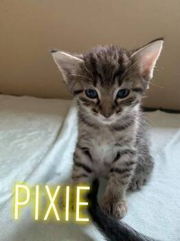 Rescue Domestic Medium Hair Cats for Adoption in Council Bluffs, Iowa - Trixie Kitten: Pixie | PetCurious