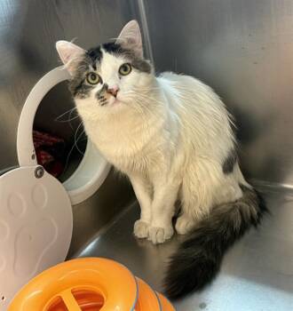 Domestic Medium Hair Cats Available for Adoption in Boston, Massachusetts - BONES | PetCurious