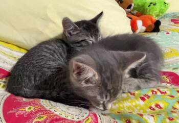 Kittens To Foster -  Tabby Cat for Adoption in Nashville, Tennessee - Kittens To Foster | PetCurious