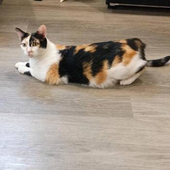 Annabelle Lee -  Domestic Short Hair Cat for Adoption in Austin, Texas - Annabelle Lee | PetCurious