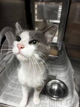 Chaz -  Domestic Short Hair Cat for Adoption in Wichita, Kansas - Chaz | PetCurious