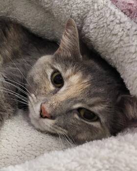 Domestic Short Hair Cats Available for Adoption - Lucille | PetCurious