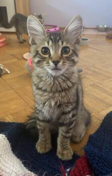 Tabby Cats Available for Adoption in Burnaby, British Columbia - Hudson | PetCurious