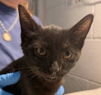 Speedy -  Domestic Short Hair Cat for Adoption in Golden, Colorado - Speedy | PetCurious