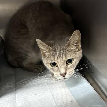 Pegasus -  Domestic Short Hair Cat for Adoption in Corbin, Kentucky - Pegasus | PetCurious