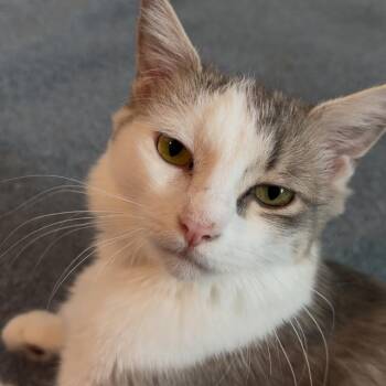 Penelope -  Domestic Medium Hair Cat for Adoption in Granville, Ohio - Penelope | PetCurious