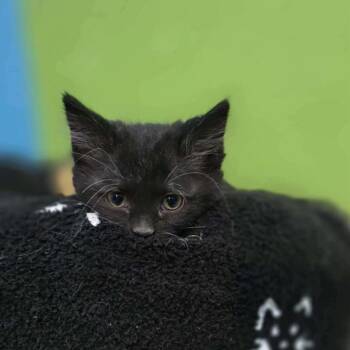 Domestic Long Hair Cats Available for Adoption - Comet | PetCurious