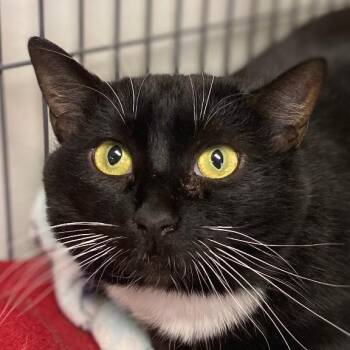 Rescue Tuxedo Cats for Adoption in Kankakee, Illinois - Scrappy | PetCurious