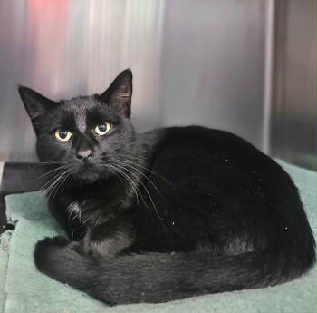 Rescue Domestic Short Hair Cats for Adoption in Fruit Heights, Utah - Spooky | PetCurious