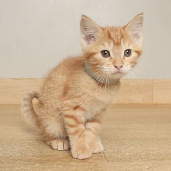 Creep C71297 -  Domestic Short Hair Cat for Adoption in Minnetonka, Minnesota - Creep C71297 | PetCurious