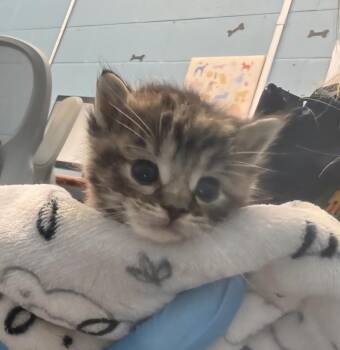 Bubble Yum -  Domestic Short Hair Cat Available for Adoption in Evansville, Indiana - Bubble Yum | PetCurious