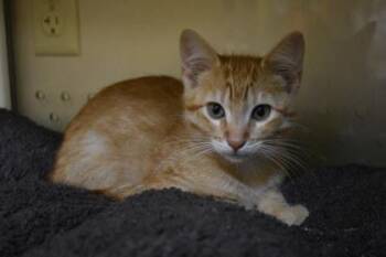 Bowser -  Domestic Short Hair Cat for Adoption in Kansas City, Missouri - Bowser | PetCurious