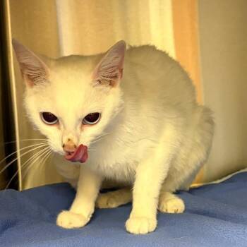 Stray 07/03/26 A64935 -  Domestic Short Hair Cat for Adoption in Keizer, Oregon - Stray 07/03/26 A64935 | PetCurious