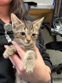 Rescue Domestic Short Hair Cats for Adoption in Disputanta, Virginia - Houston | PetCurious