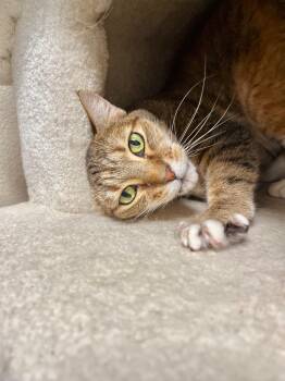 Domestic Short Hair Cats Available for Adoption in Boise, Idaho - Honey Bug | PetCurious