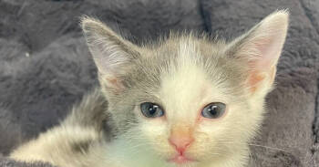 Rescue Domestic Short Hair Cats for Adoption in Lake Ronkonkoma, New York - Aspen | PetCurious