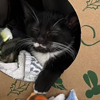 Kaydense -  Domestic Short Hair Cat for Adoption in Baltimore, Maryland - Kaydense | PetCurious