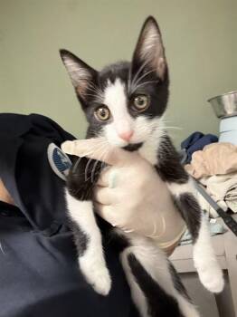 BLUE BELLE -  Domestic Short Hair Cat for Adoption in Jacksonville, Florida - BLUE BELLE | PetCurious