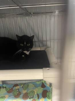 BOOTSEY -  Domestic Short Hair Cat for Adoption in Easton, Maryland - BOOTSEY | PetCurious