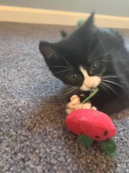 Oliver & Co.: Dodger -  Domestic Short Hair Cat for Adoption - Oliver & Co.: Dodger | PetCurious