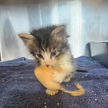 Ghost -  Domestic Short Hair Cat for Adoption in Evensville, Tennessee - Ghost | PetCurious