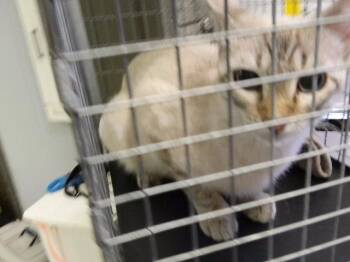 BRITTANY -  Domestic Short Hair Cat for Adoption in Tulsa, Oklahoma - BRITTANY | PetCurious