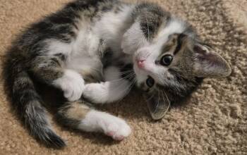 Dalton -  Domestic Short Hair Cat Available for Adoption in Wadsworth, Ohio - Dalton | PetCurious