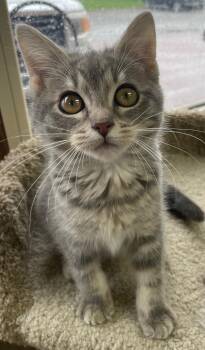 Domestic Short Hair Cats Available for Adoption in Neillsville, Wisconsin - Diedre (Needs To Be Adopted W/Littermate) | PetCurious