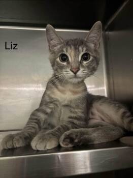 Liz -  Domestic Short Hair Cat for Adoption in Buffalo, New York - Liz | PetCurious