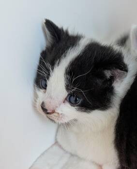 River -  American Shorthair Cat Available for Adoption in Greenfield, Indiana - River | PetCurious