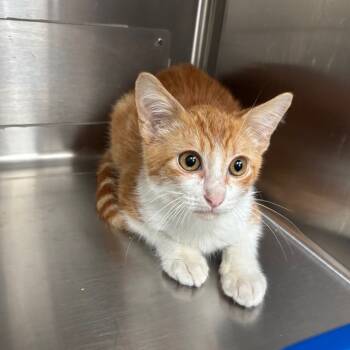 Rescue Domestic Short Hair Cats for Adoption in Corpus Christi, Texas - Lewis | PetCurious