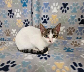 Hayden -  Domestic Short Hair Cat for Adoption in Wabash, Indiana - Hayden | PetCurious