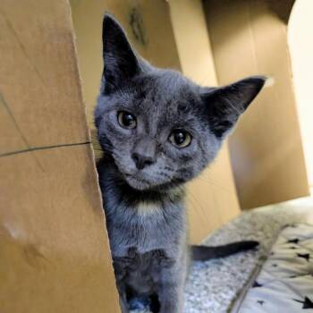 Slam K. 56172 -  Domestic Short Hair Cat for Adoption in Eaton Rapids, Michigan - Slam K. 56172 | PetCurious