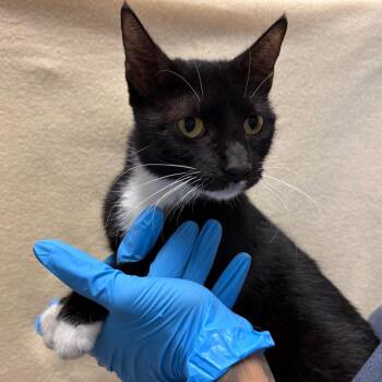 Snickers -  Domestic Short Hair Cat for Adoption in San Antonio, Texas - Snickers | PetCurious