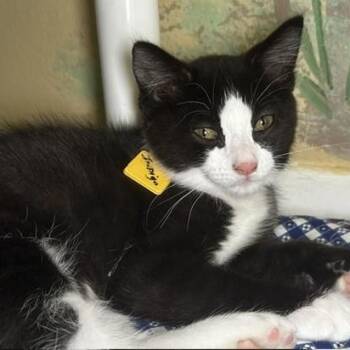 Indigo - Fun Little Guy -  Tuxedo Cat for Adoption in Hoquiam, Washington - Indigo - Fun Little Guy | PetCurious