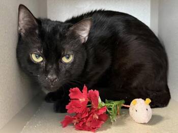 Chu Chu -  Domestic Short Hair Cat for Adoption in New York, New York - Chu Chu | PetCurious