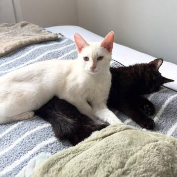 Domestic Short Hair Cats Available for Adoption - Flower & Petal Araujo * Bonded Pair | PetCurious