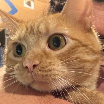 Sonny -  Domestic Short Hair Cat Available for Adoption in Granby, Missouri - Sonny | PetCurious