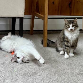 Rescue Domestic Long Hair Cats for Adoption in Brentwood, New Hampshire - Irma & Bourdain (BONDED PAIR) | PetCurious
