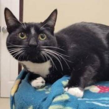 Sensei -  Domestic Short Hair Cat for Adoption in Waynesboro, Pennsylvania - Sensei | PetCurious