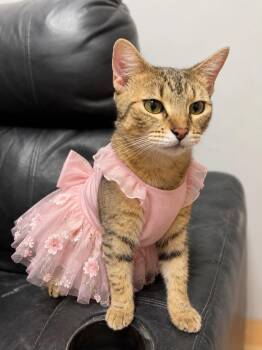 Candy -  Domestic Short Hair Cat for Adoption in Lucas, Texas - Candy | PetCurious