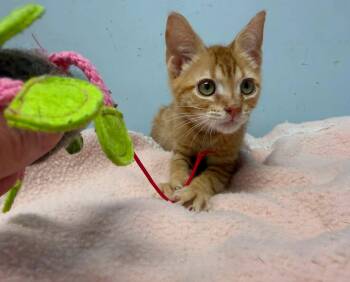 Clover (Playful) -  Domestic Short Hair Cat for Adoption in Mobile, Alabama - Clover (Playful) | PetCurious