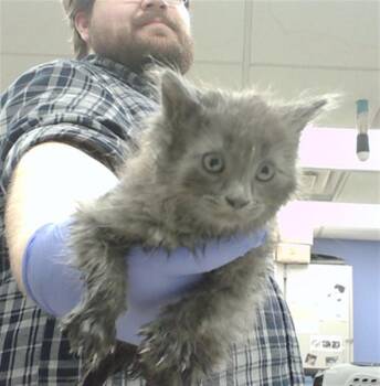 CINDER -  Domestic Long Hair and Domestic Short Hair Cat for Adoption in Omaha, Nebraska - CINDER | PetCurious