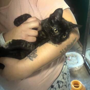 Espresso 22708 -  Domestic Short Hair Cat for Adoption in Minneapolis, Minnesota - Espresso 22708 | PetCurious